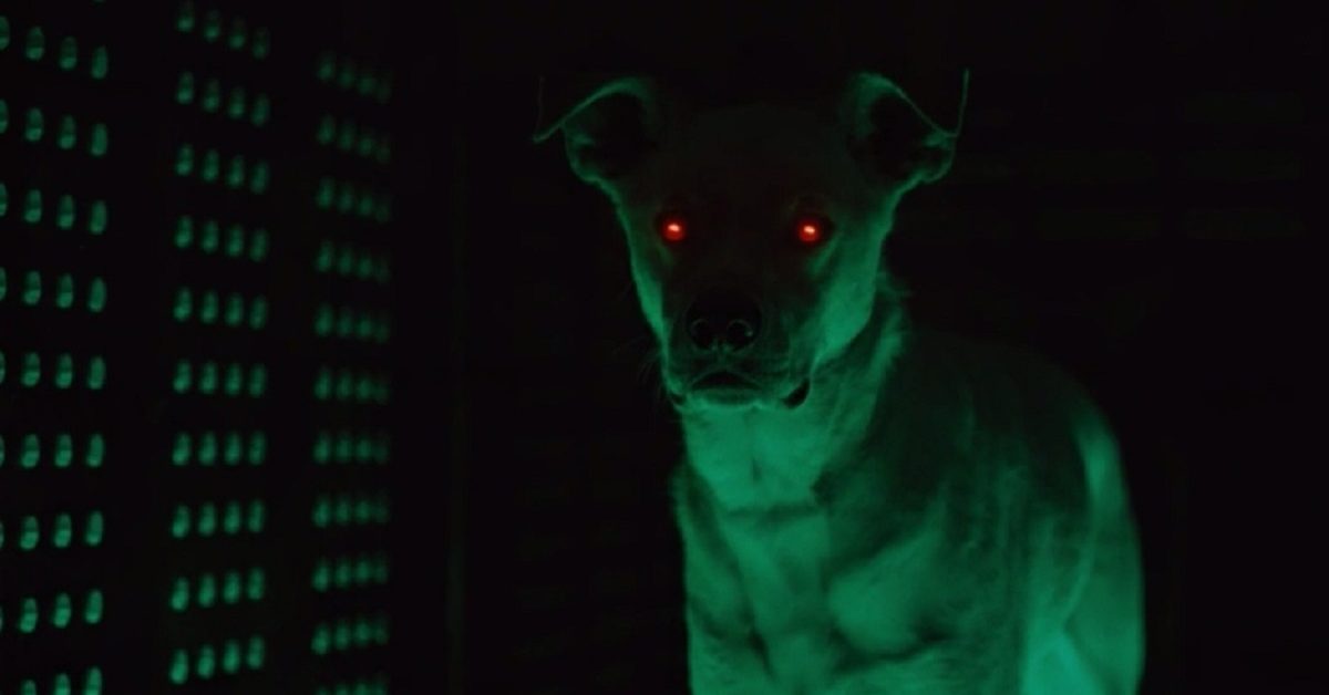 "Titans" Season 2 Joshua Orpin Confirms "Krypto" is "Titans" Season 2 Joshua Orpin Confirms "Krypto" is