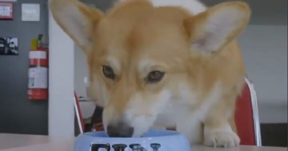 "Cowboy Bebop": Netflix's BTS Look... NOW IN CORGI-VISION! [VIDEO]