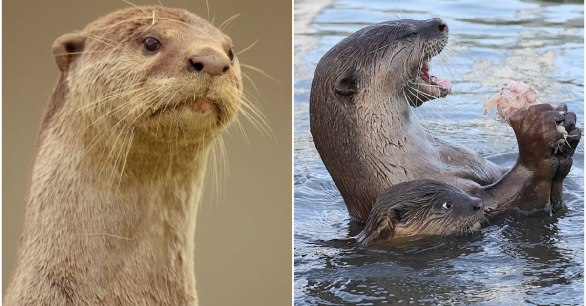 Otter Dynasty: Animal Planet Series is Aquatic 