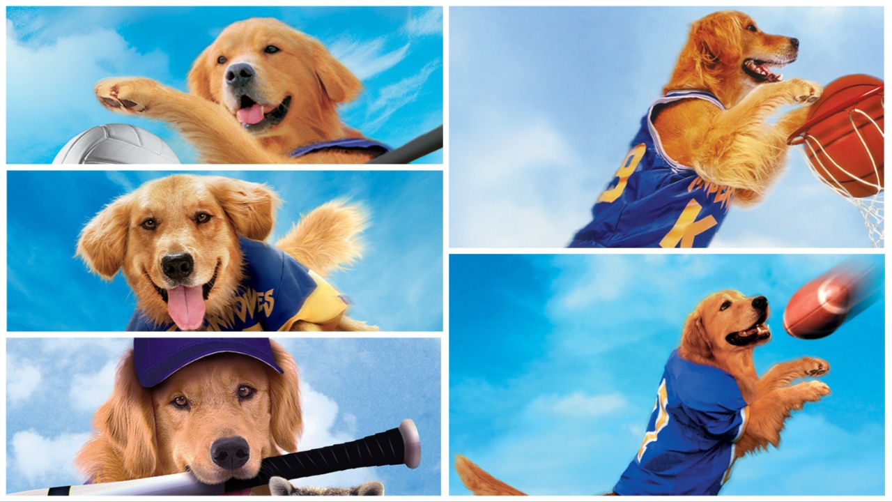 Air Bud: Golden Receiver News, Rumors and Information - Bleeding Cool ...