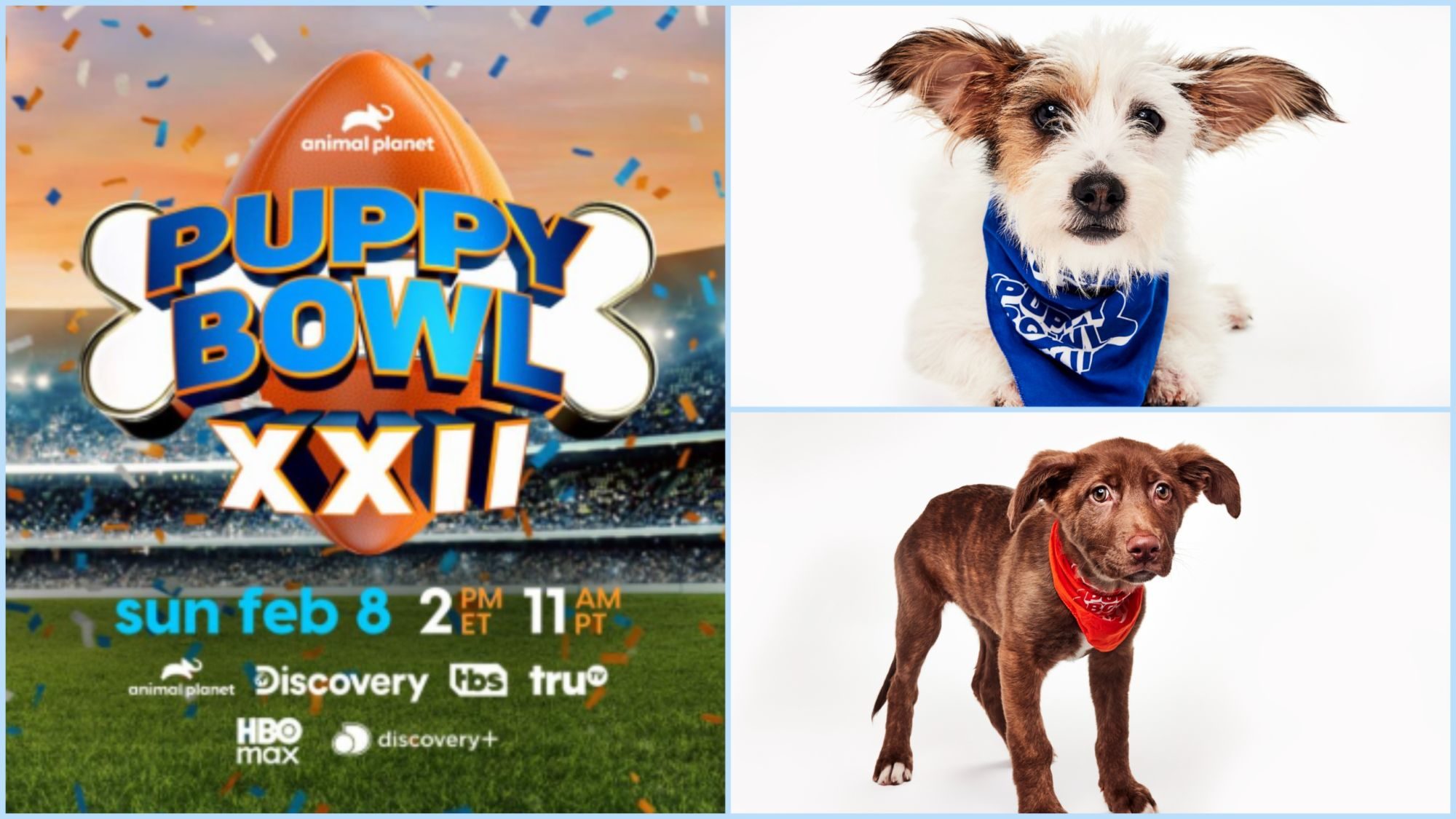 Puppy Bowl XXII Pregame Preview: Meet Team Fluff &amp; Team Ruff!