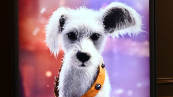 A digitally created fluffy white dog with a prominent ear and an orange collar, set against a colorful, blurred background.